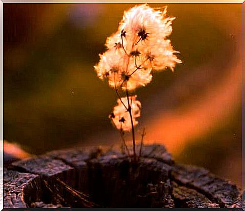 plant inside a trunk representing what we always remember