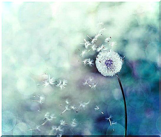 dandelion with blue background