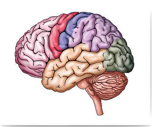 Colored brain representing multiple intelligences