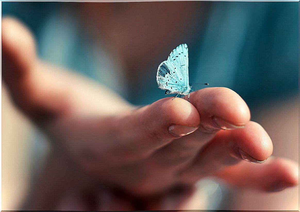 Blue butterfly on a hand