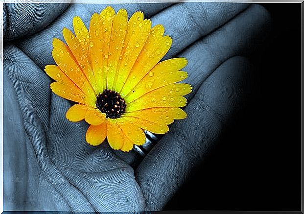 Hand with yellow flower