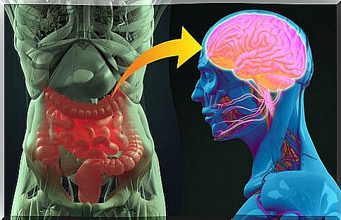 Gut and brain bacteria