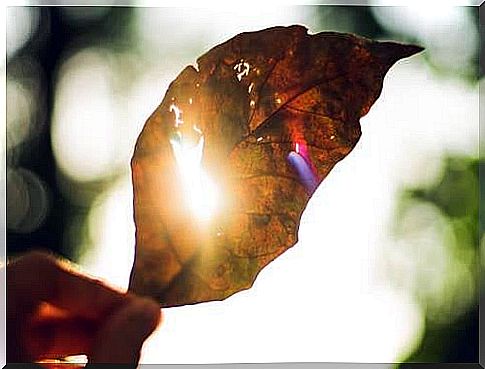 leaf with light representing the act of missing