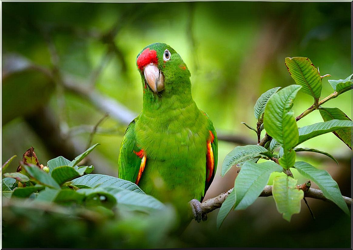 The intelligence of parrots