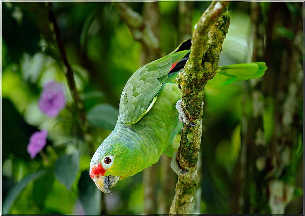 Parrot on a branch