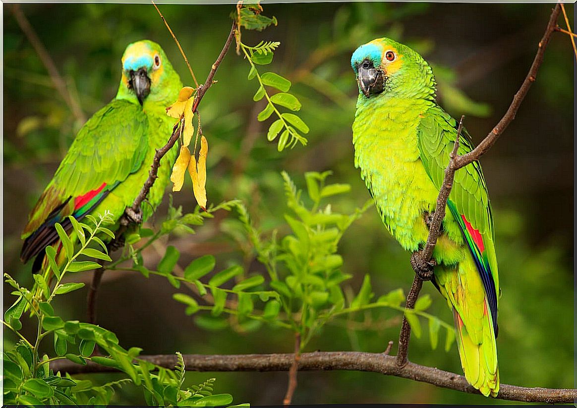 Parrots