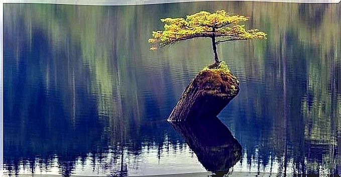 tree growing in a lake representing the magic of the neurobiology of resilience