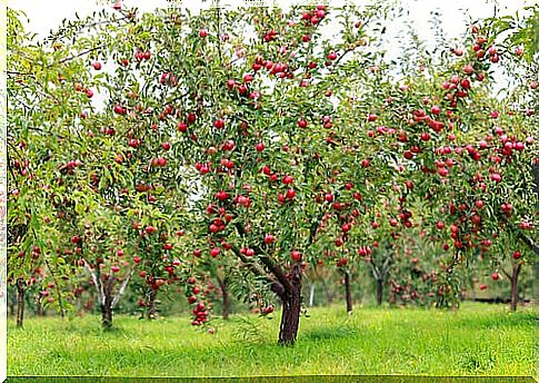 Tree with apples